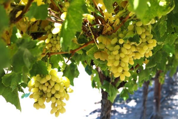Picture of Our Varieties – Thompson Seedless – The Grape House Group
