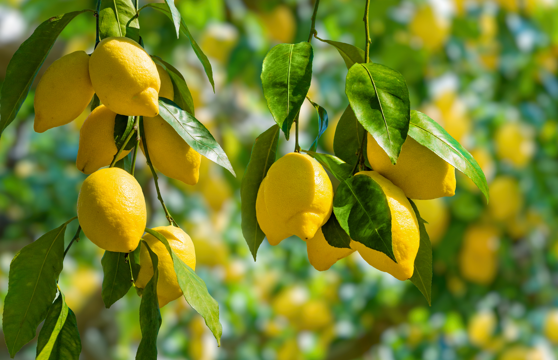 Premium Lemons