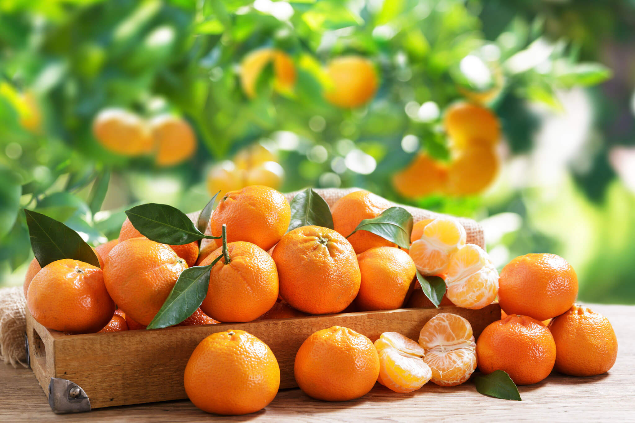 Premium Mandarins
