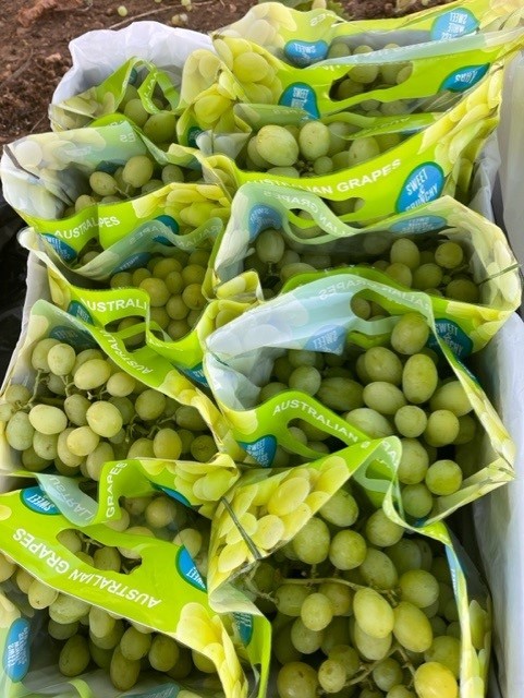 Menindee Seedless