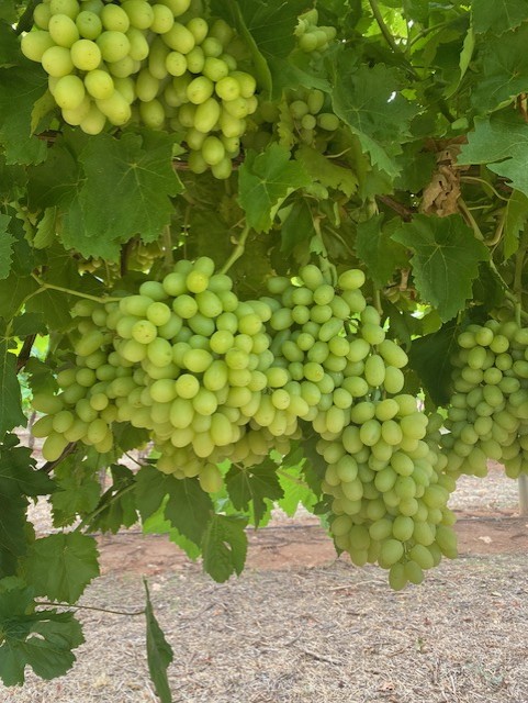 Thompson Seedless
