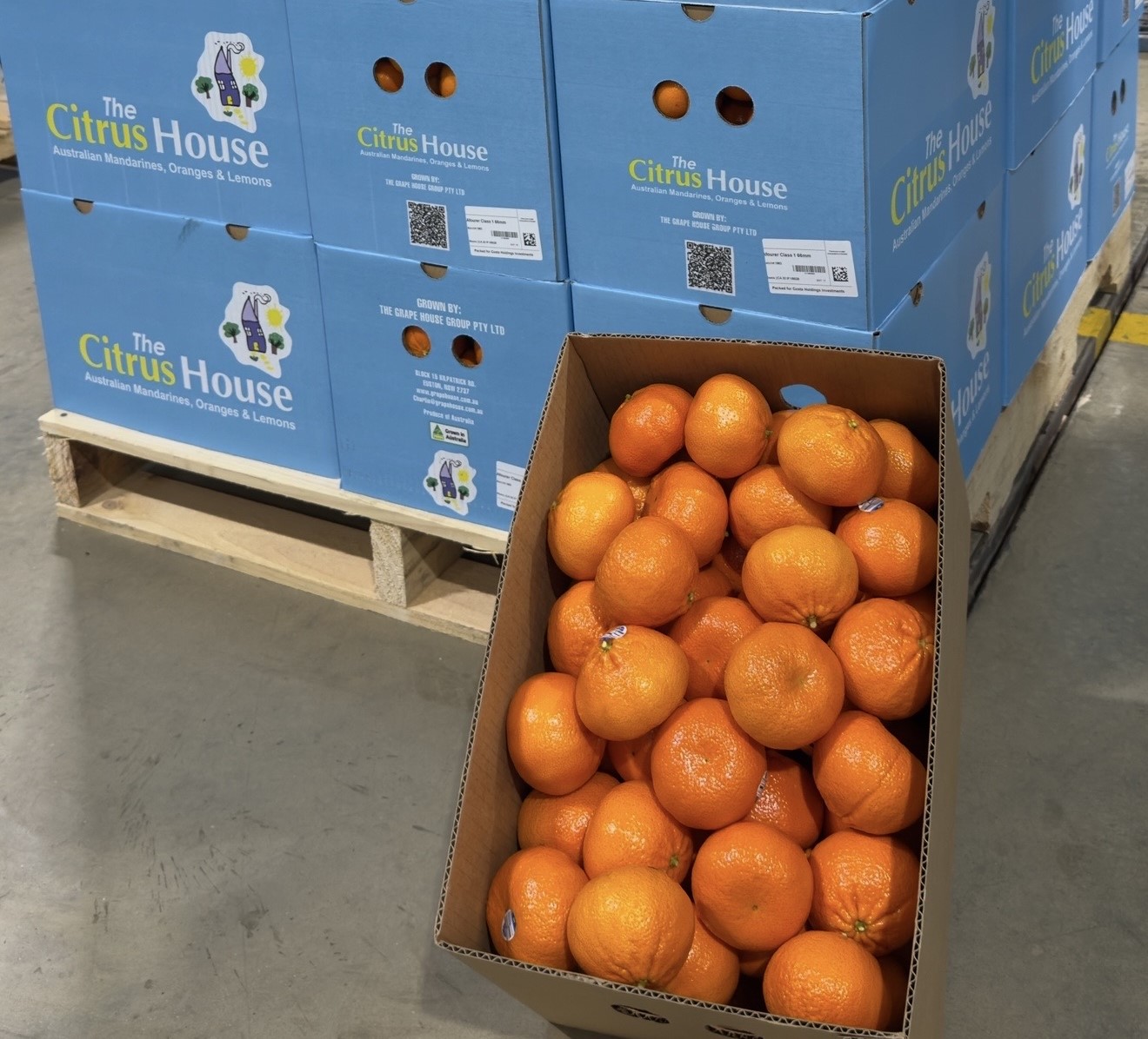 Afourer Mandarins Close-up